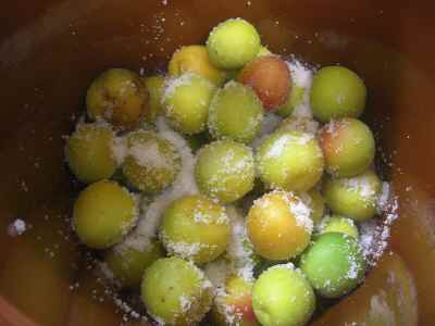 �V���[�x�b�g�̂�����