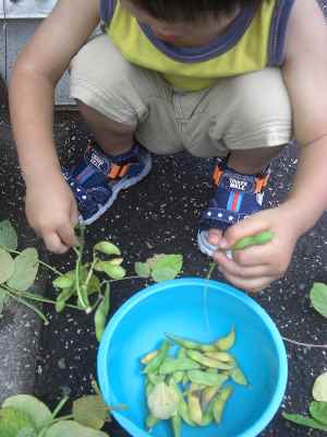 �V���[�x�b�g�̂�����