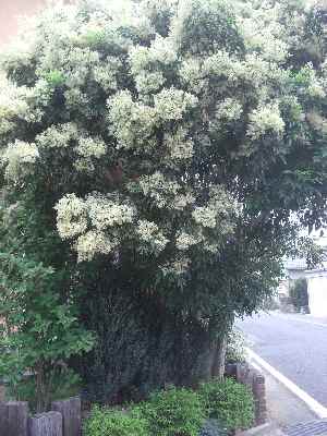 �V���[�x�b�g�̂�����