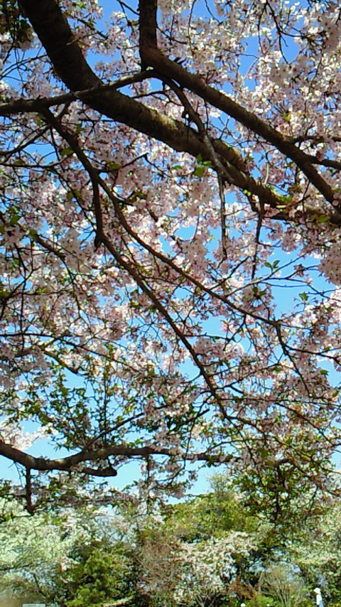 �V���[�x�b�g�̂�����