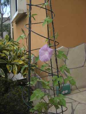 �V���[�x�b�g�̂�����