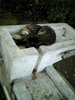 �V���[�x�b�g�̂�����