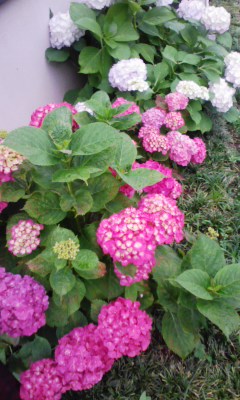 �V���[�x�b�g�̂�����