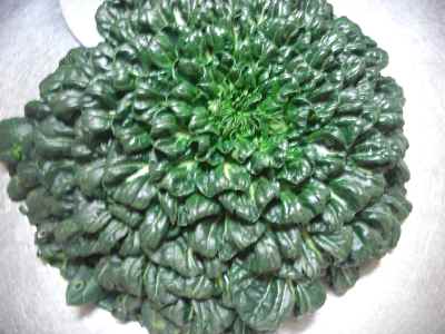 �V���[�x�b�g�̂�����