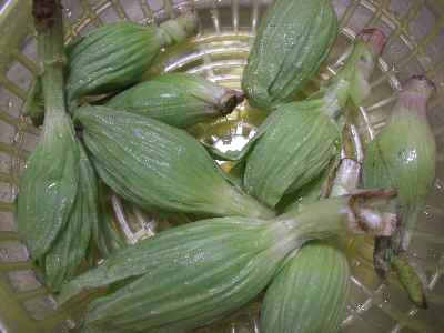 �V���[�x�b�g�̂�����