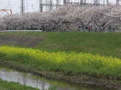 �V���[�x�b�g�̂�����