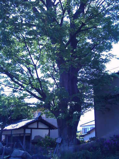 �`�����X�i�@�Ђ��