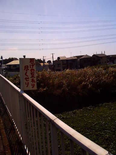 �`�����X�i�@�Ђ��