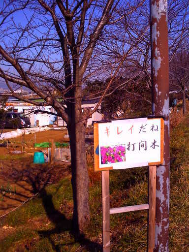 �`�����X�i�@�Ђ��