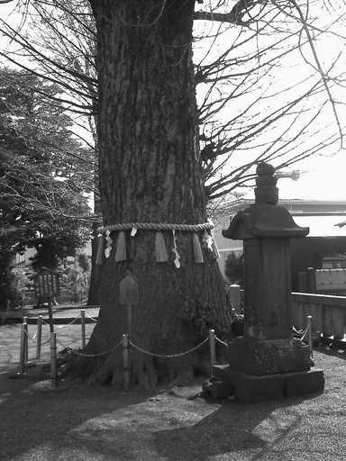 �`�����X�i�@�Ђ��