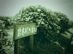 �`�����X�i�@�Ђ��