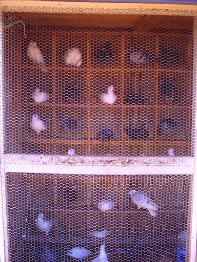 �`�����X�i�@�Ђ��