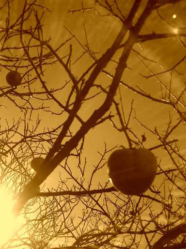 �`�����X�i�@�Ђ��