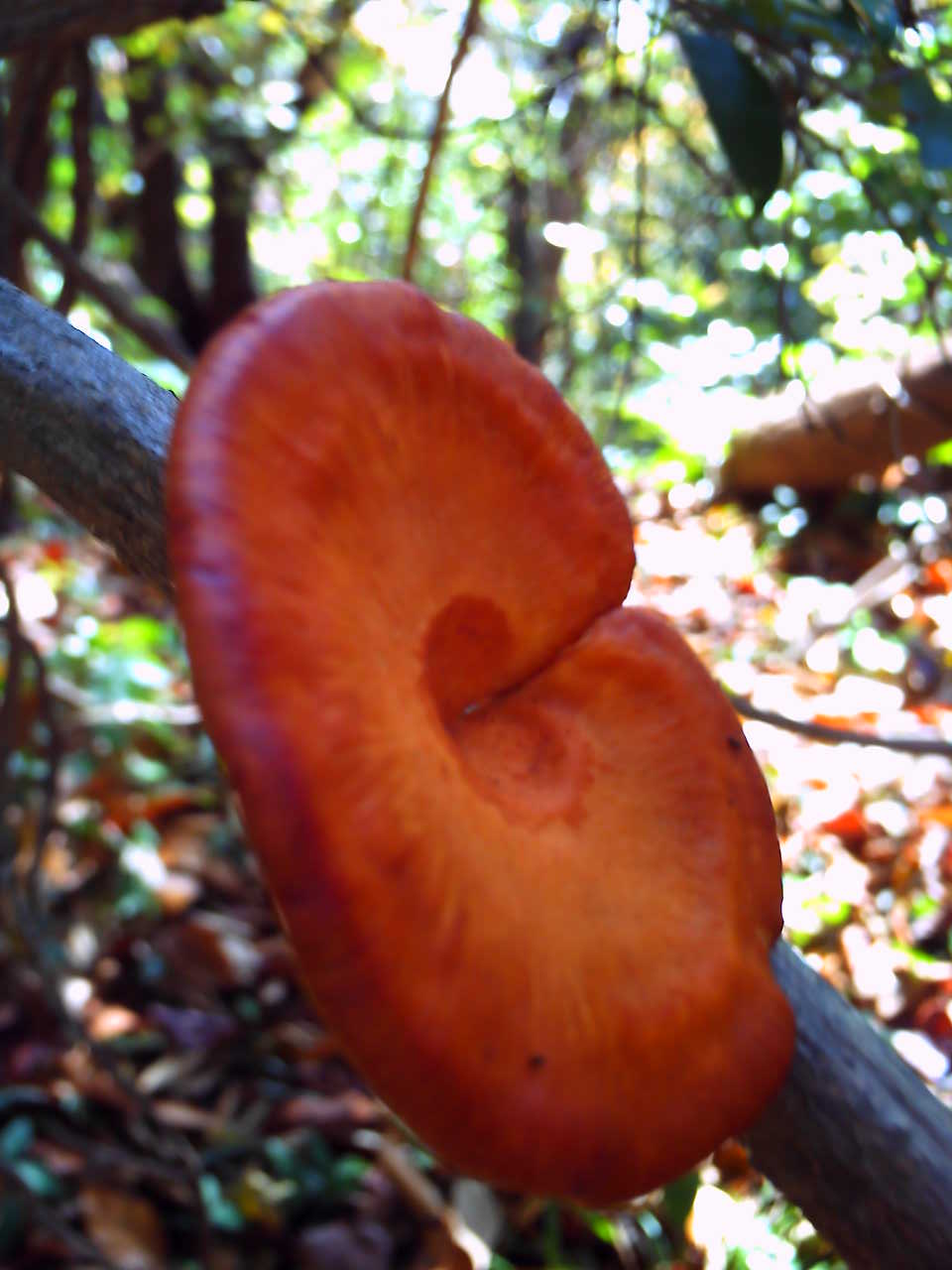 �`�����X�i�@�Ђ��