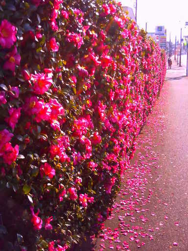 �`�����X�i�@�Ђ��