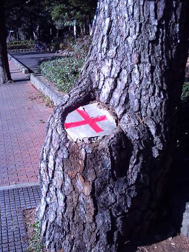 �`�����X�i�@�Ђ��