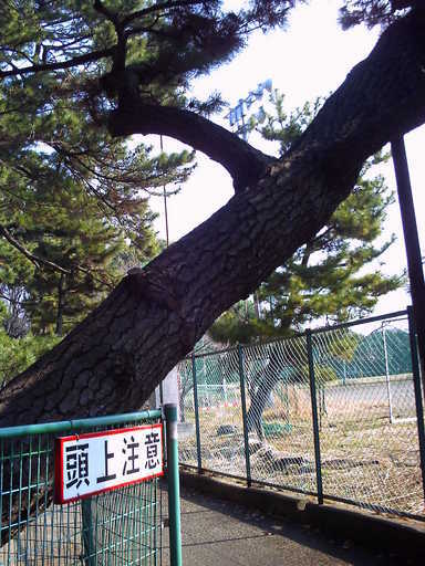 �`�����X�i�@�Ђ��