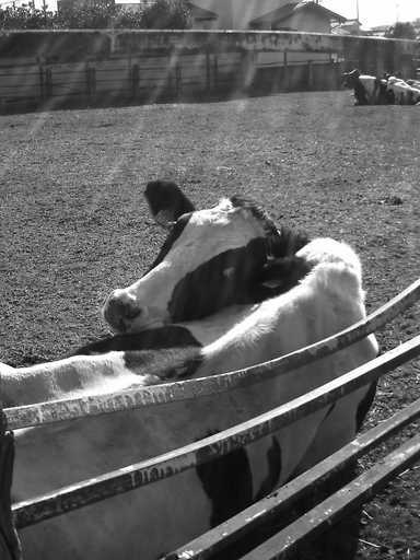 �`�����X�i�@�Ђ��