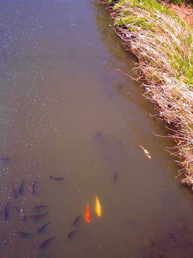 �`�����X�i�@�Ђ��