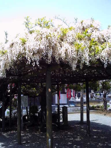 �`�����X�i�@�Ђ��