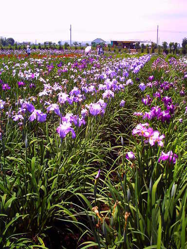 �`�����X�i�@�Ђ��