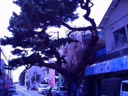 �`�����X�i�@�Ђ��