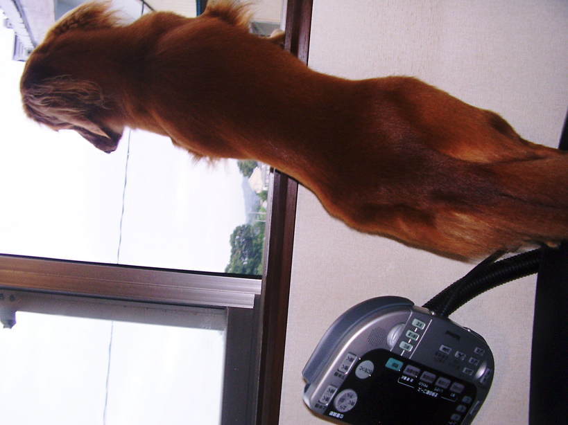 �����̂�����