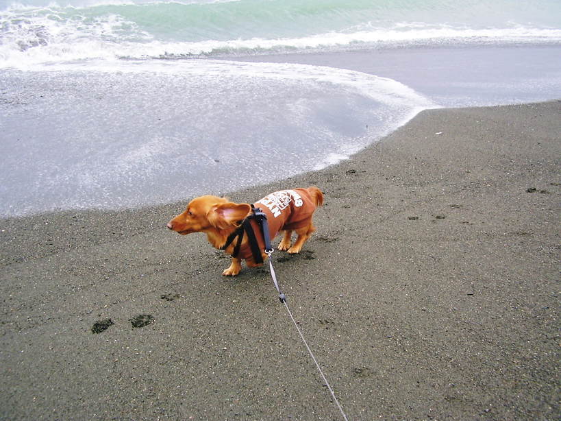 �����̂�����