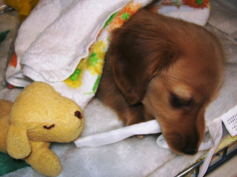 �����̂�����