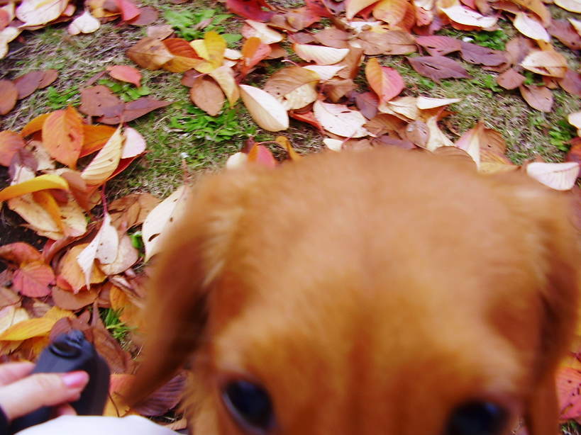 �����̂�����