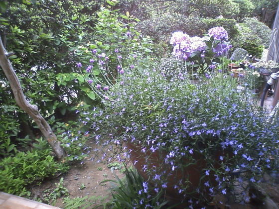 ����������̕�����