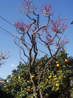 ����������̕�����