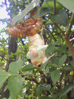 �����Y�k�̃T���o����