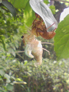 �����Y�k�̃T���o����