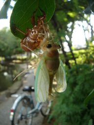 �����Y�k�̃T���o����