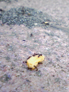 �����Y�k�̃T���o����