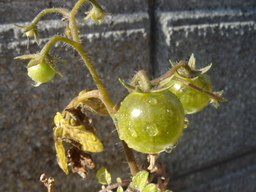 �����Y�k�̃T���o����