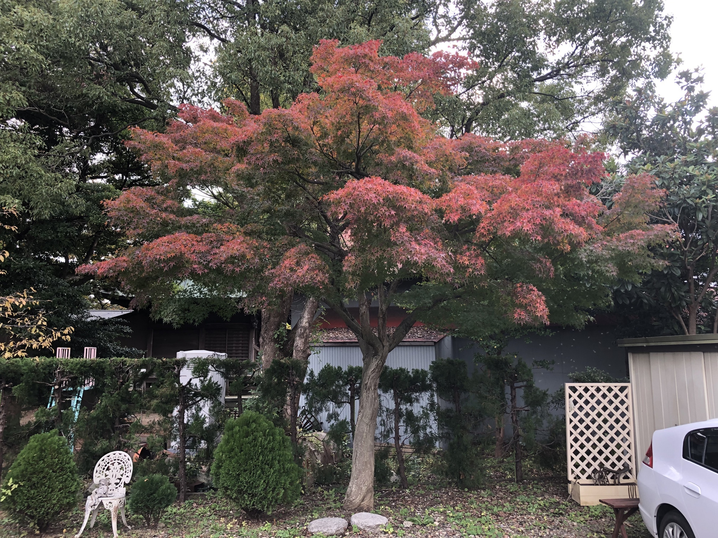 gt͂܂i͂肫イ}bT[W@쎡É@j