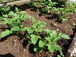 �����C�̃R����