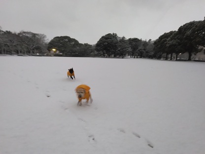 �Z�u������̓��L