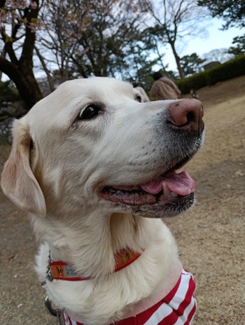 �Z�u������̓��L