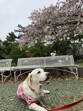 ���������ǎc�O�I�I�i�Z�u������̓��L�j