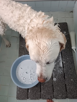 �C���ŃV�����v�[�i�Z�u������̓��L�j