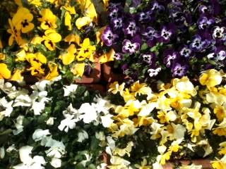 �����Ǐ�