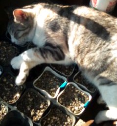 �����Ǐ�