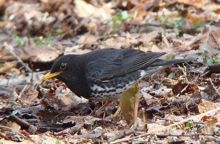 �Ó�̕��ƌ�