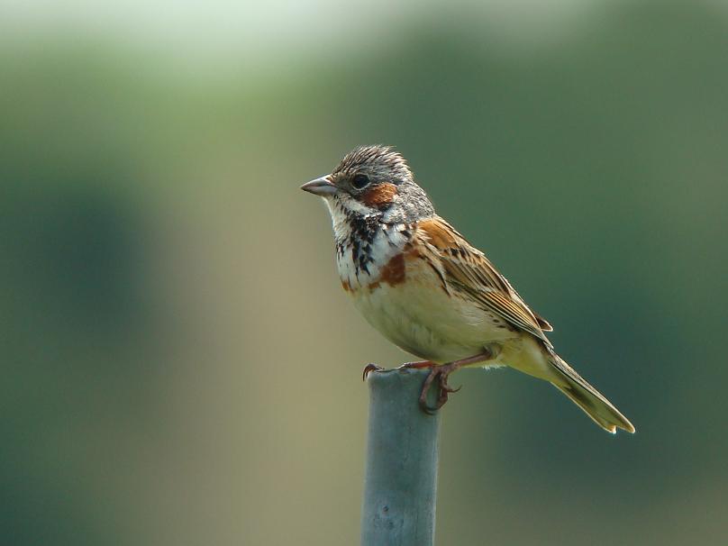 �Ó�̕��ƌ�