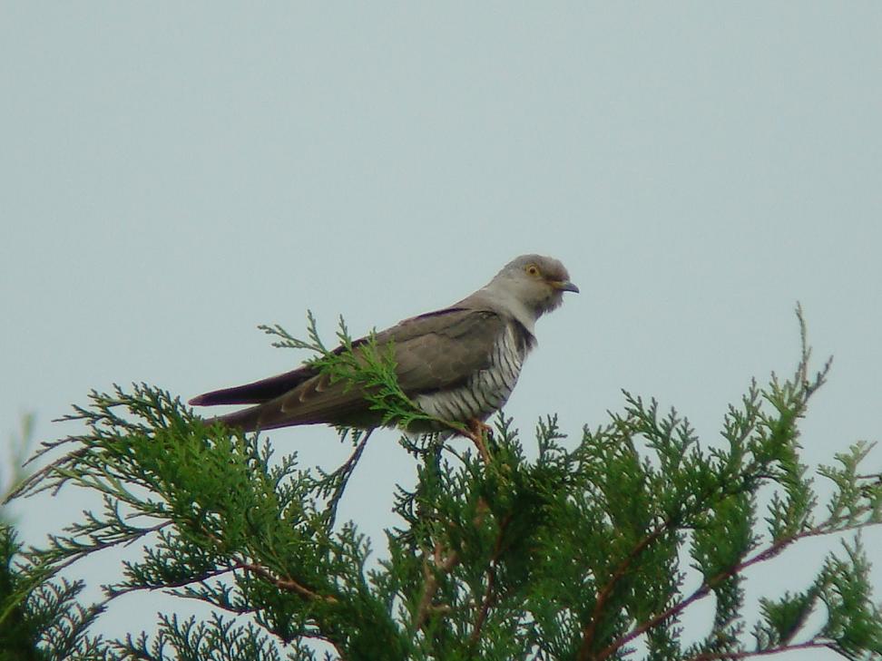 �Ó�̕��ƌ�