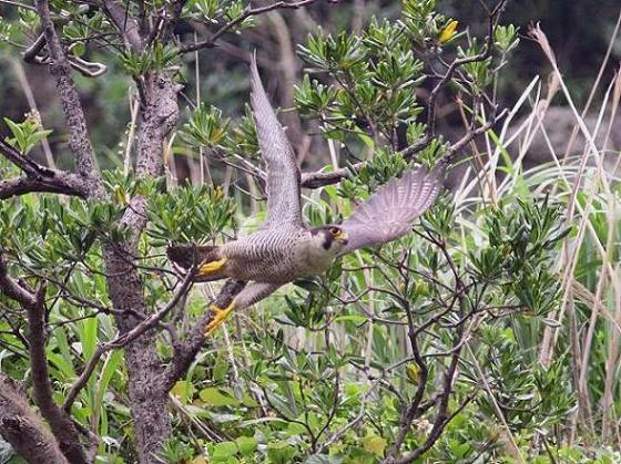 �Ó�̕��ƌ�