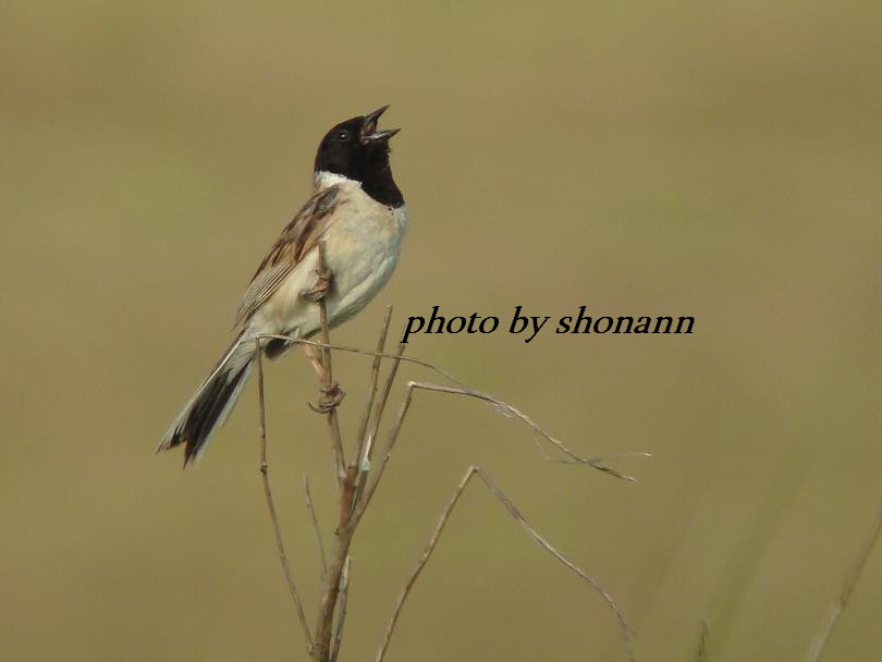 �Ó�̕��ƌ�